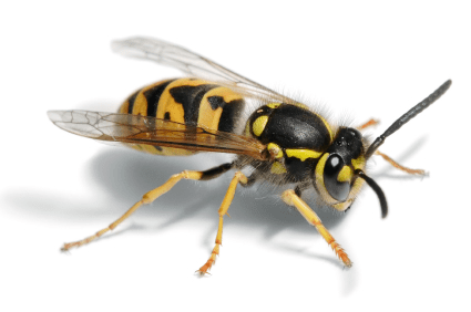 wasp nest wasp treatment removal
