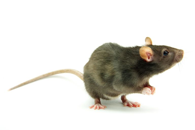 Pest control Stockbridge